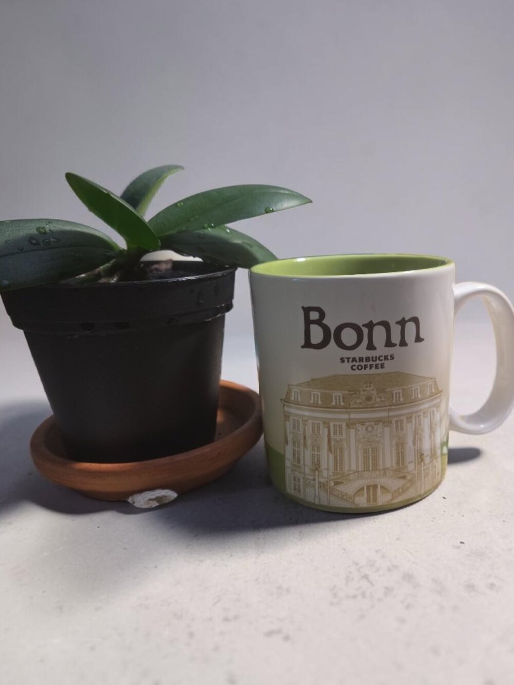 Starbucks Bonn 16oz Ceramic Mug 2017